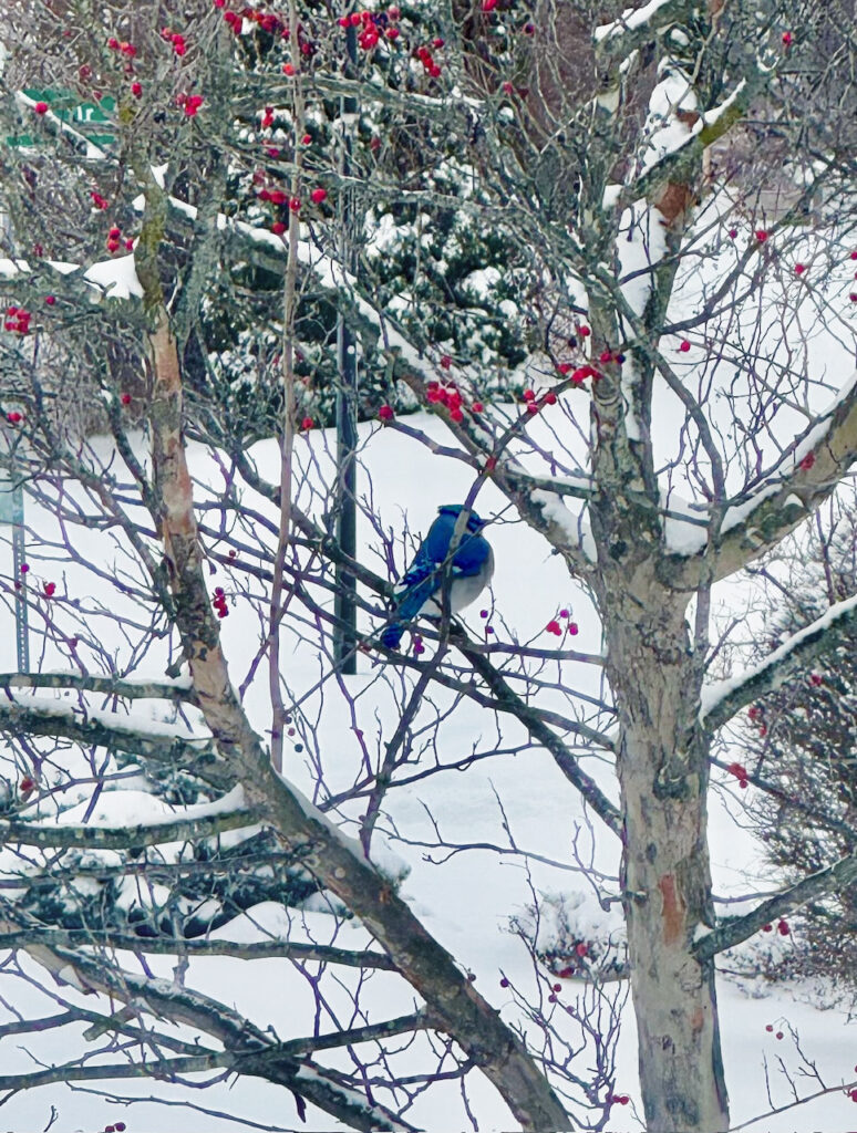 Blue Jay in snow